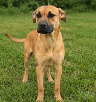 Denver -  Boxer and Mixed Breed Dog for Adoption in Saint Clairsville, Ohio - Denver | PetCurious