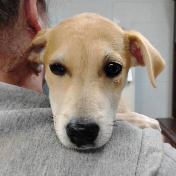 Mixed Breed Dogs Available for Adoption in Summerville, South Carolina - Butter Pecan | PetCurious