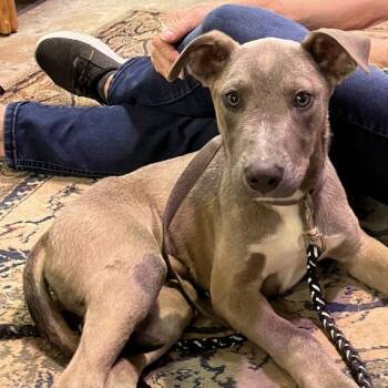 Rescue Husky and Pit Bull Terrier Dogs for Adoption in Blairsville, Georgia - GIZMO.......SPECIAL NEEDS | PetCurious