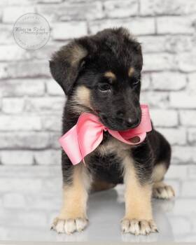 Shepherd and German Shepherd Dog Dogs Available for Adoption in Tuscaloosa, Alabama - Petra - Only 5lbs. | PetCurious