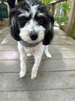 Shih Tzu Dogs Available for Adoption in Cambridge, Maryland - Bella | PetCurious