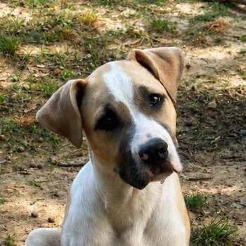Mixed Breed Dogs Available for Adoption in Locust Fork, Alabama - SKYLER | PetCurious