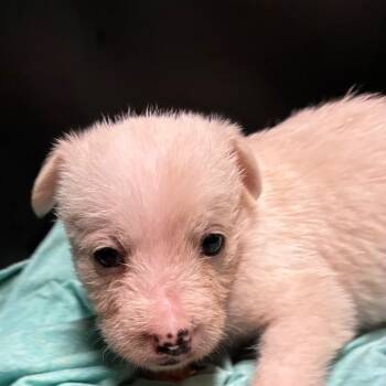 Rescue Shepherd and Mixed Breed Dogs for Adoption in Marshall, Texas - Angel | PetCurious