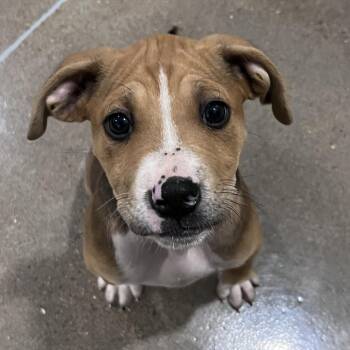 Pit Bull Terrier and Mixed Breed Dogs Available for Adoption - Noll | PetCurious