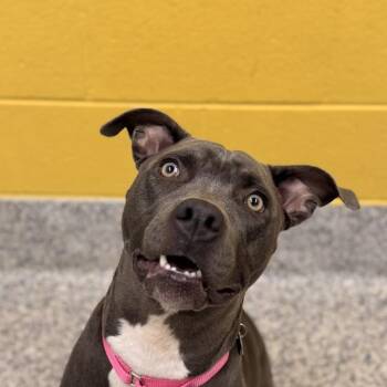 Miku -  Pit Bull Terrier Dog for Adoption in Golden, Colorado - Miku | PetCurious