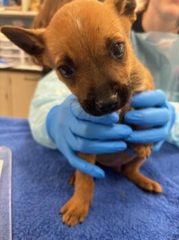 Australian Cattle Dog Blue Heeler Dogs Available for Adoption - Porcini | PetCurious