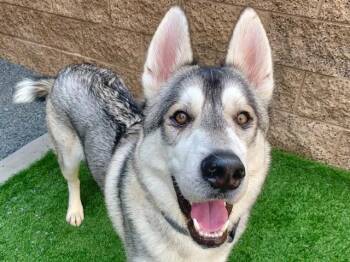 HUEY -  Siberian Husky Dog for Adoption in Moreno Valley, California - HUEY | PetCurious