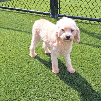 Ocean 9968 -  Poodle Dog for Adoption in Loxahatchee Groves, Florida - Ocean 9968 | PetCurious