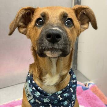 Carol -  American Staffordshire Terrier Dog Available for Adoption in Pittsburgh, Pennsylvania - Carol | PetCurious