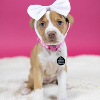 Mixed Breed Dogs Available for Adoption - Berlin | PetCurious