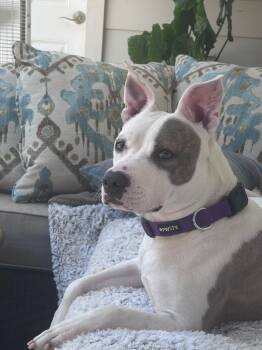 Rescue Pit Bull Terrier Dogs for Adoption in Spring Hill, Tennessee - Ellie | PetCurious