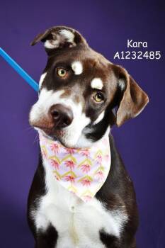 Rescue Terrier Dogs for Adoption in Thousand Oaks, California - Kara -- URGENT!! | PetCurious