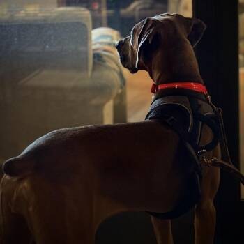 Sarah -  Doberman Pinscher Dog for Adoption in San Diego, California - Sarah | PetCurious