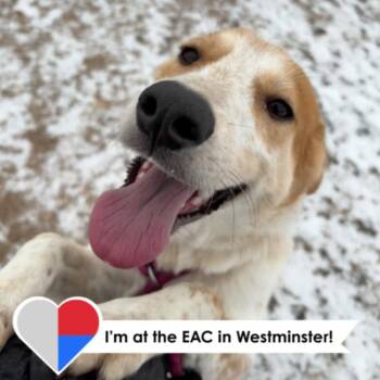 Cattle Dog and Great Pyrenees Dogs Available for Adoption - Sequin | PetCurious