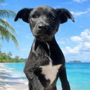 Mixed Breed Dogs Available for Adoption in Fernandina Beach, Florida - KATY | PetCurious
