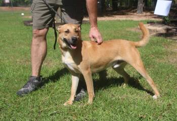 Carolina Dog Dogs Available for Adoption in Brookhaven, Mississippi - Chex 25 | PetCurious