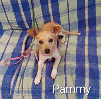 Pammy -  Chihuahua and Dachshund Dog for Adoption in Springfield, Ohio - Pammy | PetCurious
