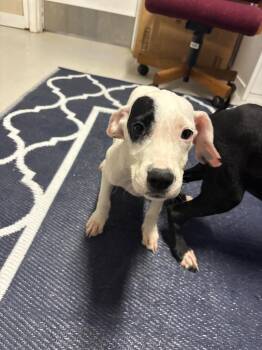 Blaze -  Mixed Breed Dog for Adoption in Metter, Georgia - Blaze | PetCurious