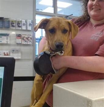 Hound and Mixed Breed Dogs Available for Adoption in Oklahoma City, Oklahoma - A474143 | PetCurious
