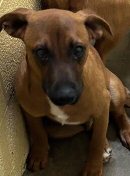 Black Mouth Cur Dogs Available for Adoption in Elizabethton, Tennessee - BASIL | PetCurious