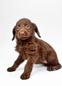 Eleanor -  Poodle and Mixed Breed Dog Available for Adoption in Morton Grove, Illinois - Eleanor | PetCurious