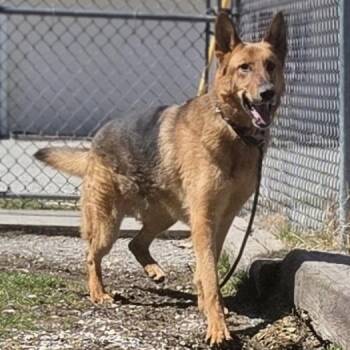German Shepherd Dog Dogs Available for Adoption - Max | PetCurious