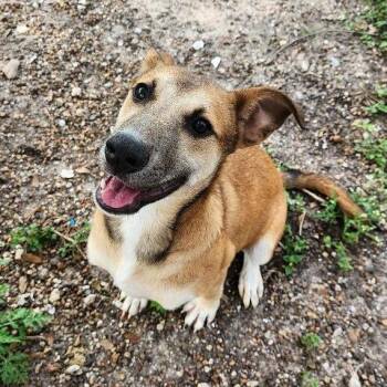 Cressida -  Mixed Breed Dog for Adoption in Corpus Christi, Texas - Cressida | PetCurious