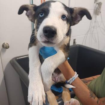 Chance -  Shepherd and Husky Dog for Adoption in Hattiesburg, Mississippi - Chance | PetCurious