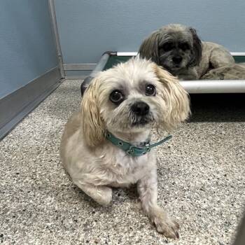Teddy -  Shih Tzu Dog Available for Adoption in Detroit Lakes, Minnesota - Teddy | PetCurious