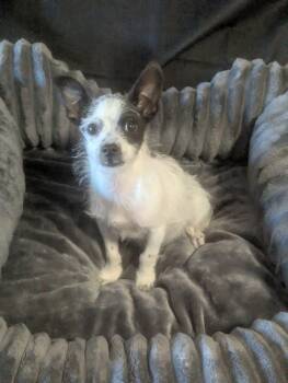 Rescue Terrier Dogs for Adoption in Oakland, California - Pipps | PetCurious