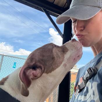 Pit Bull Terrier Dogs Available for Adoption in Philadelphia, Pennsylvania - Tanka | PetCurious