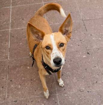 Chico -  Basenji Dog for Adoption in Harlingen, Texas - Chico | PetCurious
