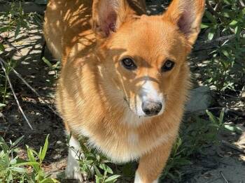 Odin -  Pembroke Welsh Corgi Dog for Adoption in Polson, Montana - Odin | PetCurious