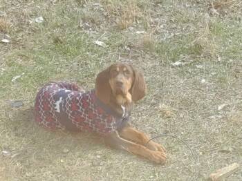 Hound Dogs Available for Adoption - Guildy (Courtesy Post)  | PetCurious