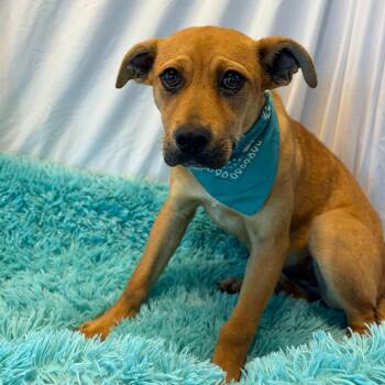 Mixed Breed Dogs Available for Adoption in Canal Winchester, Ohio - Queenie | PetCurious
