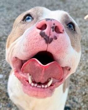 Saint -  Pit Bull Terrier and Mixed Breed Dog for Adoption in Kansas City, Missouri - Saint | PetCurious