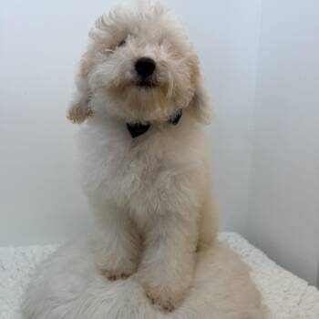 Springer -  Goldendoodle Dog for Adoption in Wrightstown, New Jersey - Springer | PetCurious