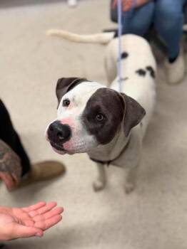 Bobo -  Mixed Breed Dog for Adoption in Leitchfield, Kentucky - Bobo | PetCurious