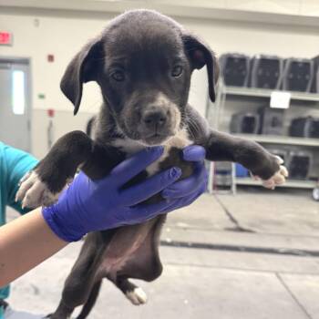 Falcon -  Mixed Breed Dog for Adoption in Las Cruces, New Mexico - Falcon | PetCurious