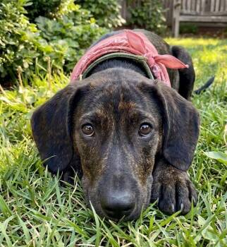 Ali -  Labrador Retriever and Cattle Dog Dog for Adoption in Crown Point, Indiana - Ali | PetCurious