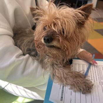 Yorkshire Terrier Dogs Available for Adoption - Miss Coco | PetCurious