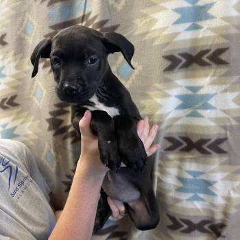 Rescue Hound and Pit Bull Terrier Dogs for Adoption in Sand Springs, Oklahoma - Hamper Litter 4 | PetCurious