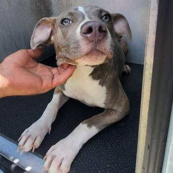 HAZEL -  American Staffordshire Terrier Dog for Adoption in San Antonio, Texas - HAZEL | PetCurious