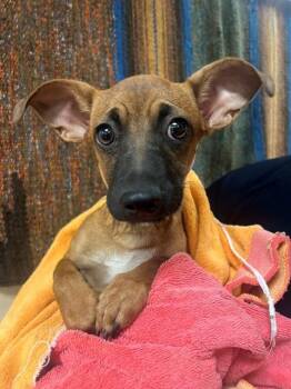FORD -  Chihuahua Dog for Adoption in Thousand Palms, California - FORD | PetCurious