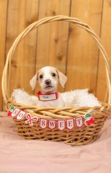 566-26 Bruno -  Terrier Dog for Adoption in Brighton, Colorado - 566-26 Bruno | PetCurious