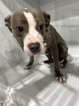 A661481 -  Pit Bull Terrier Dog for Adoption in Houston, Texas - A661481 | PetCurious