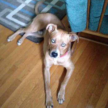 Sinatro -  Shepherd and Husky Dog for Adoption in Elyria, Ohio - Sinatro | PetCurious