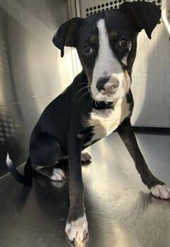 Rescue Pit Bull Terrier and Mixed Breed Dogs for Adoption in Fort Worth, Texas - 59692684 | PetCurious