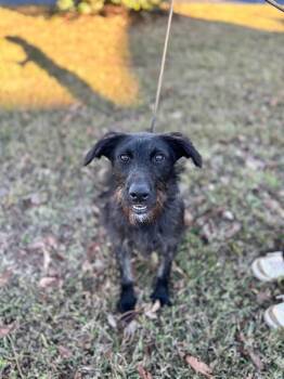 Rescue Wirehaired Terrier Dogs for Adoption in Aiken, South Carolina - Elizabeth | PetCurious