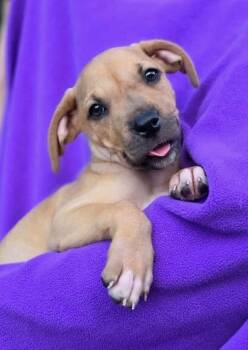 July -  Pit Bull Terrier Dog for Adoption in Orland Park, Illinois - July | PetCurious